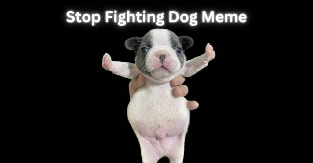 Stop Fighting Dog Meme​